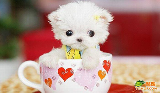 Illustration for article titled Look at these fucking tiny dogs in a cup
